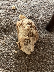 Strange things your cats bring home