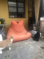 Machiavellian Misbehaviour- the Excellent Cats Deny Everything