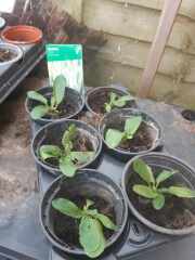 To think these plants are not healthy??