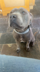 Identify dog breed from pic