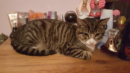 Machiavellian Misbehaviour- the Excellent Cats Deny Everything