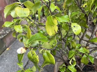 Camellia - black spots