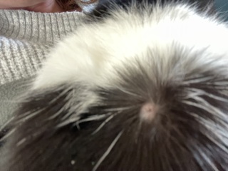 What is this on my cat?