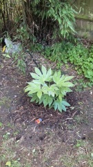 Is my fatsia japonica ok?