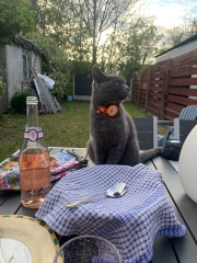 Machiavellian Misbehaviour- the Excellent Cats Deny Everything