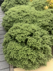 Help identifying shrub