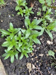 Are these weeds?