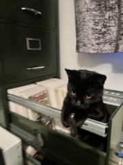 So we got a cat…