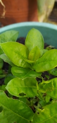 Can't anyone identify these plants?