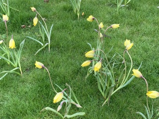 Spring flower id