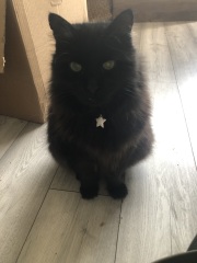 Machiavellian Misbehaviour- the Excellent Cats Deny Everything