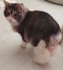 My beautiful cat losing 1/3 of her tail