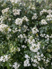 What is this scented hedge plant?