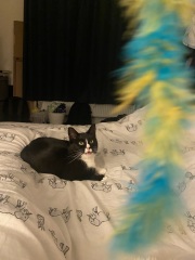 Helping very nervous rescue cat settle in