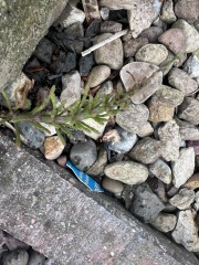 What is this weed and how can I get rid of it please?