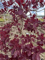 Please help identify these plants please