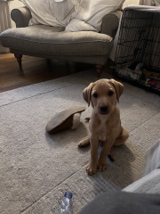 HELP - 9 week lab will only poo inside!!