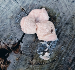 What on earth is this.... Thing?! Potentially gross picture