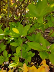 Plant ID