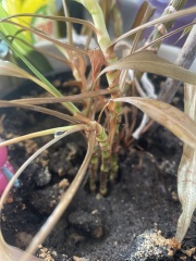 Can this house plant be saved?