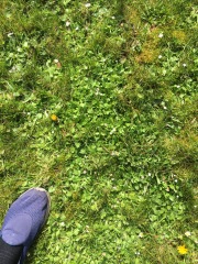 Bee friendly weed & feed for lawns?