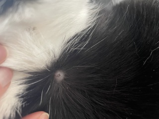 What is this on my cat?