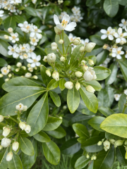 What is this scented hedge plant?