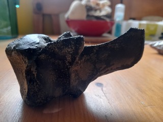 I found a bone on the beach - can anyone help ID please?