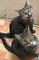 Machiavellian Misbehaviour- the Excellent Cats Deny Everything