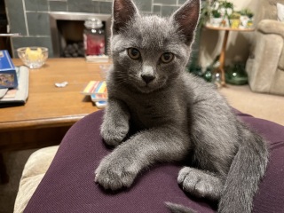 Meet Ralph