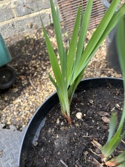 Can you help me identify this plant please