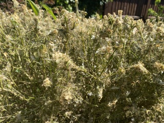 Help me save my bush