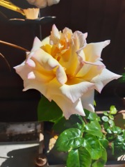 Dad's ashes in the garden....