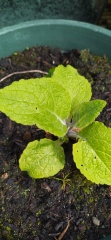 Can't anyone identify these plants?