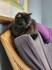 Machiavellian Misbehaviour- the Excellent Cats Deny Everything