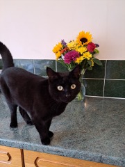 Indoor cat vanished