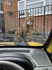 Thug cat part 5 - For he will not do destruction, if he is well-fed, neither will he spit without provocation.