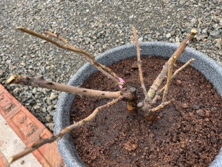 Can I save these roses?