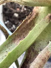 I am death to Aloes