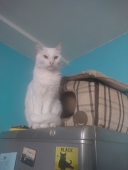 Machiavellian Misbehaviour- the Excellent Cats Deny Everything