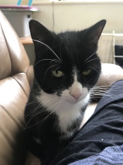 Machiavellian Misbehaviour- the Excellent Cats Deny Everything