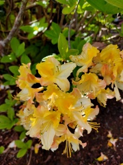 Plant ID