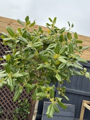 IIex tree. help please.