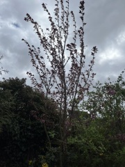 Tree ID help