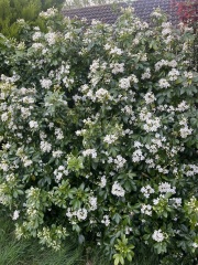 What is this scented hedge plant?