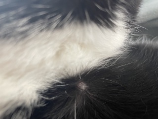 What is this on my cat?