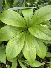 Are these hellebores?
