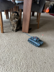 Thug cat part 5 - For he will not do destruction, if he is well-fed, neither will he spit without provocation.