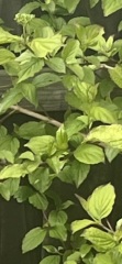 Can anyone identify this tree for me?