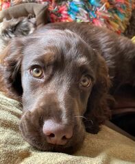 Puppy Survival Thread for New and Old Pups - Spring is around the corner!